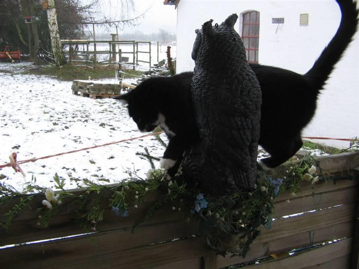 Huskat Bobo Bobcat (Choko-Pops) billede 10