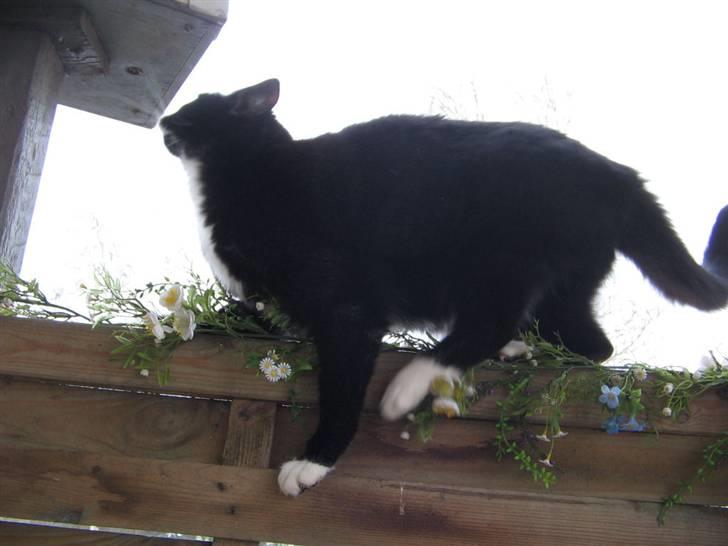 Huskat Bobo Bobcat (Choko-Pops) billede 11