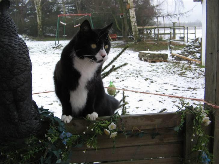 Huskat Bobo Bobcat (Choko-Pops) billede 12