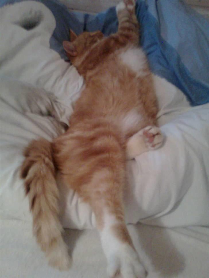 Huskat Rødbeden (Smukke) billede 12