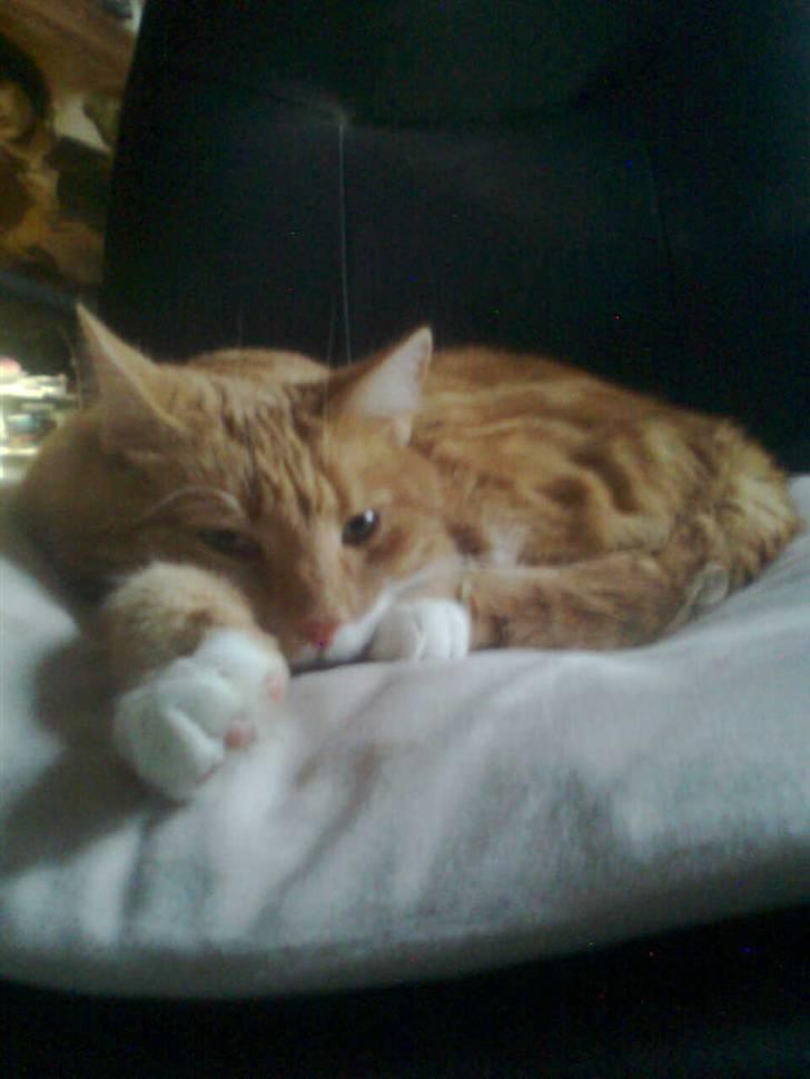 Huskat Rødbeden (Smukke) billede 14