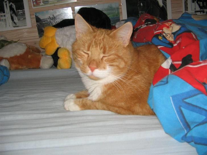 Huskat Rødbeden (Smukke) billede 15