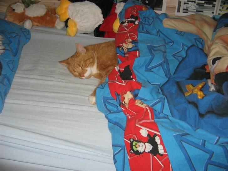 Huskat Rødbeden (Smukke) billede 16