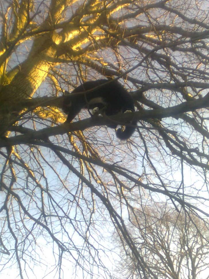 Huskat Bobo Bobcat (Choko-Pops) billede 13