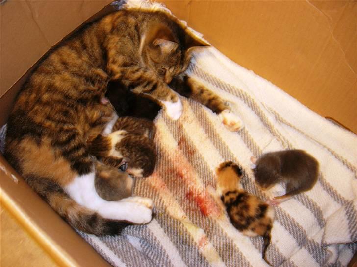 Huskat Buster - Sådan ser vores mor ud, og her er vi ca. 6 timer gamle ( ligger længst til venstre  ). billede 13