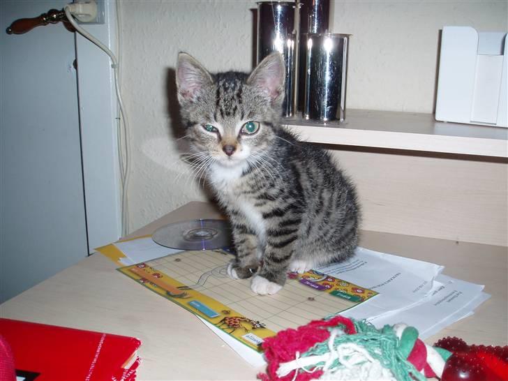 Huskat silas billede 9