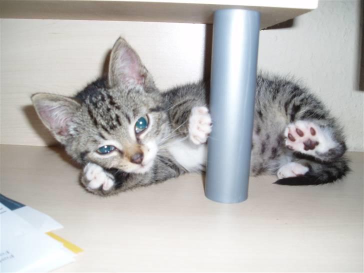 Huskat silas billede 10