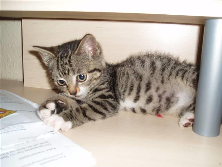 Huskat silas billede 11