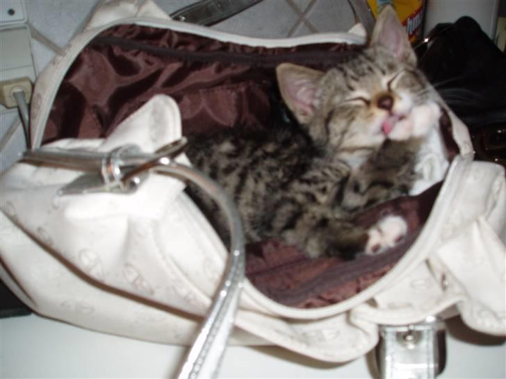 Huskat silas billede 12