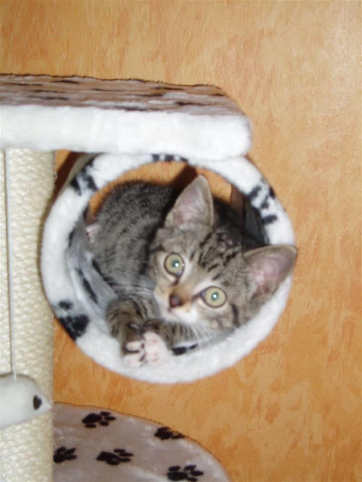 Huskat silas billede 13