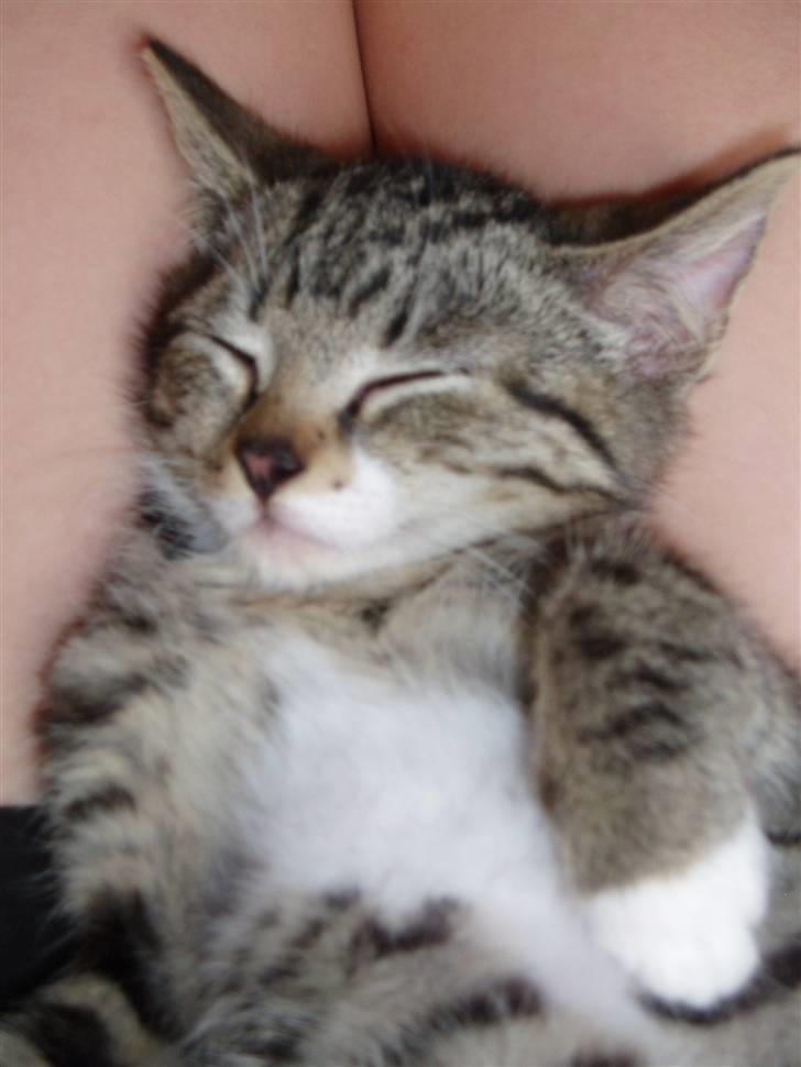 Huskat silas billede 14