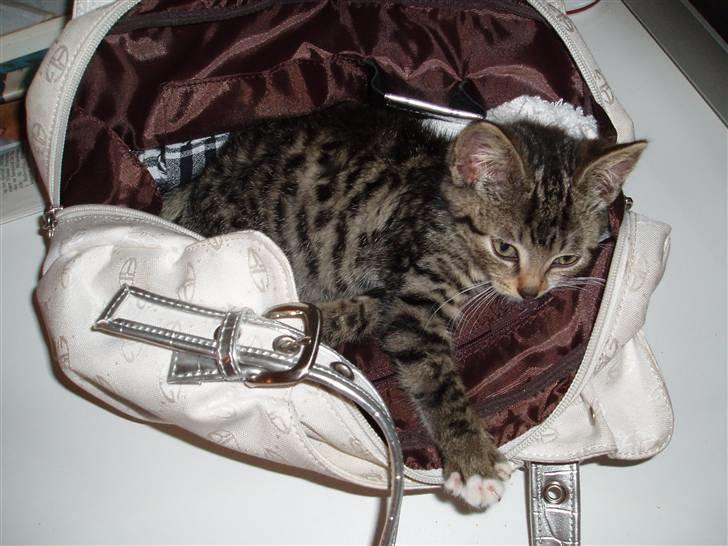 Huskat silas billede 15