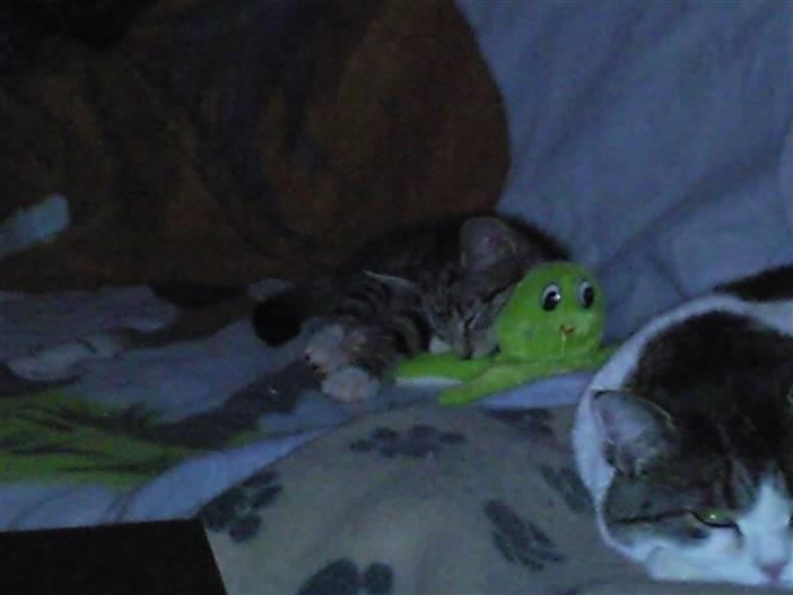 Huskat Pjevs - Pjevs&Pjuske billede 9