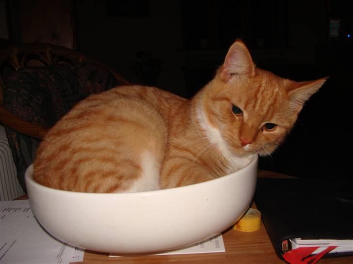 Huskat Killingen Prop 09 billede 12