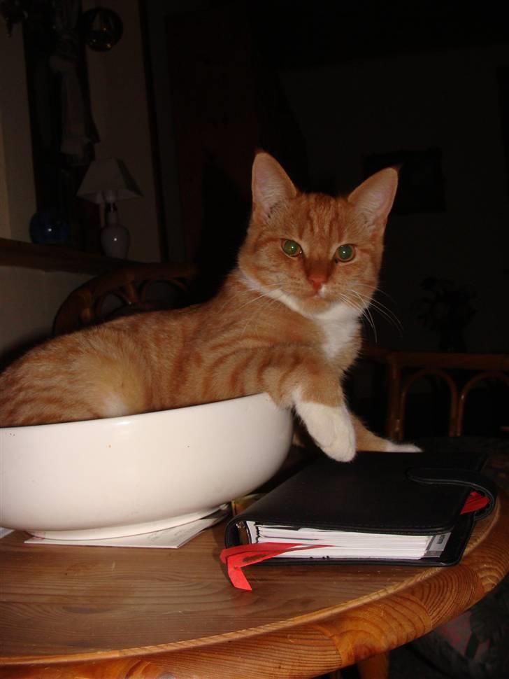 Huskat Killingen Prop 09 billede 13