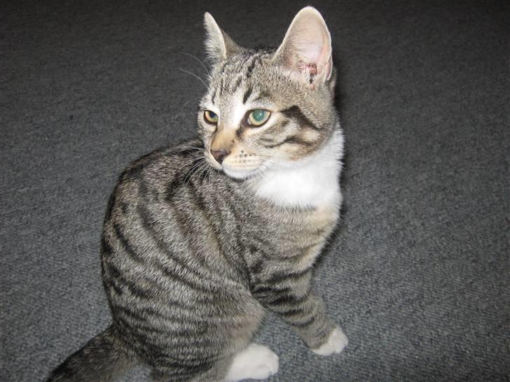 Huskat Kitty billede 1