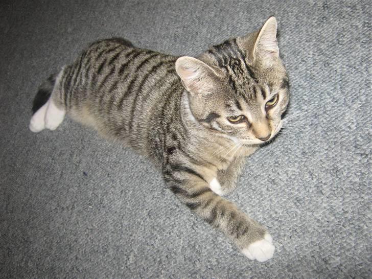 Huskat Kitty billede 2