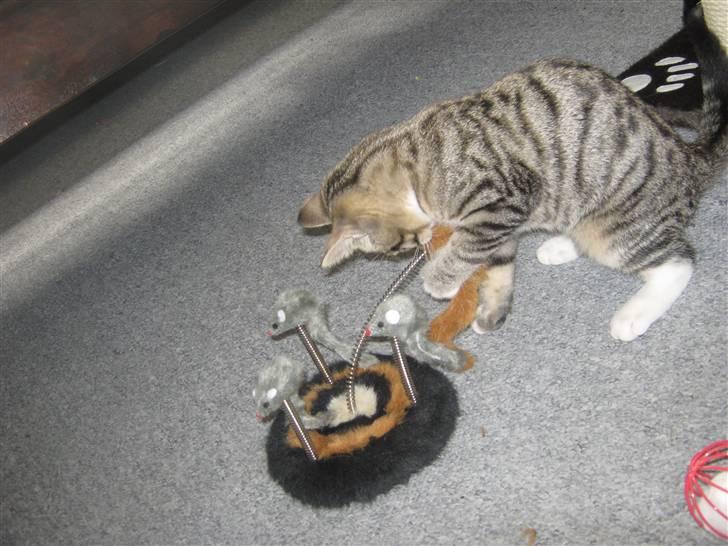 Huskat Kitty billede 3