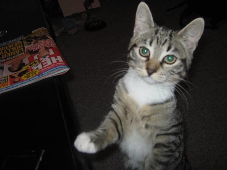 Huskat Kitty billede 4