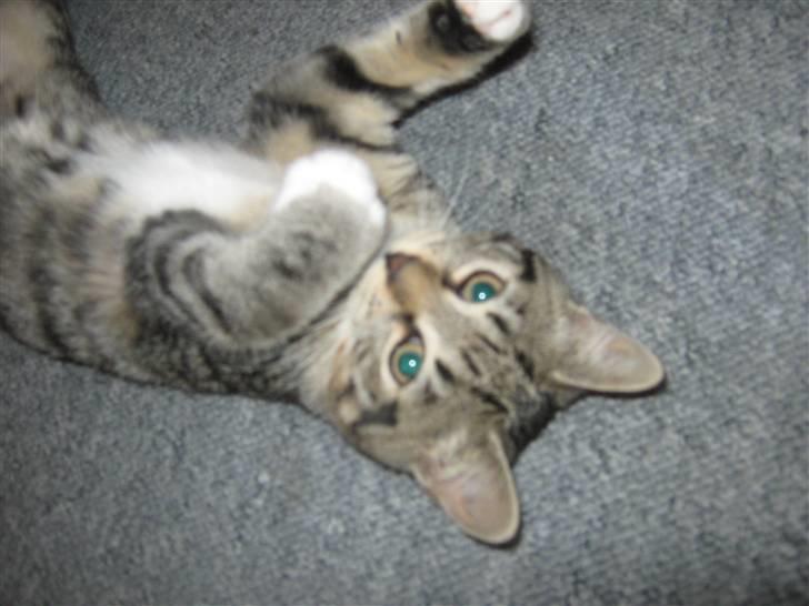 Huskat Kitty billede 5