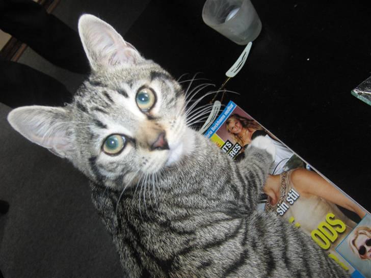 Huskat Kitty billede 6