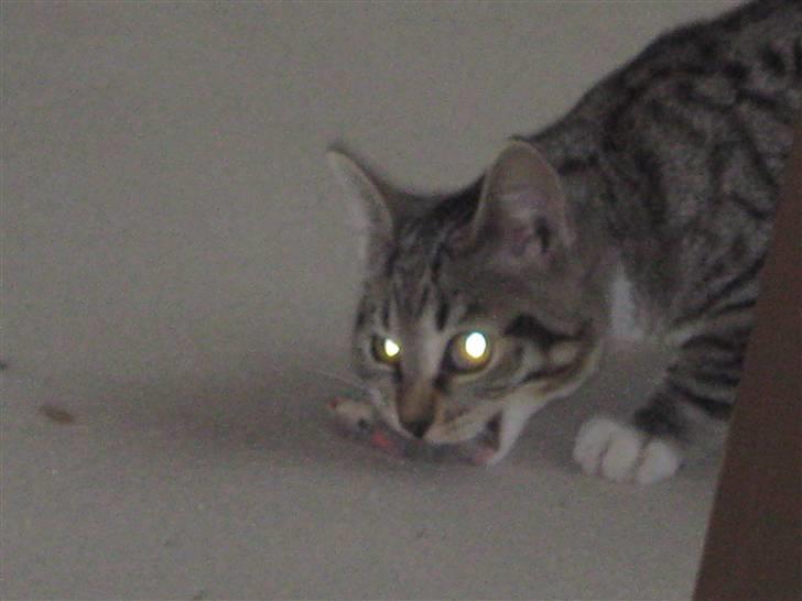 Huskat Kitty - Hendes lege-mus som snart er lemlæstet :D billede 7