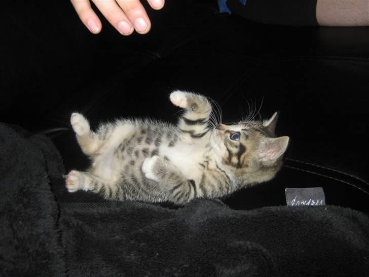 Huskat Kitty - Dette billede er taget næsten efter vi fik hende. billede 8