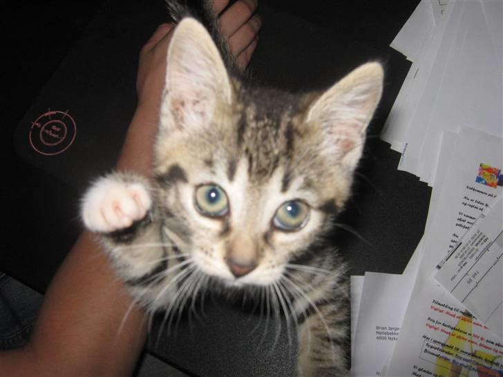 Huskat Kitty billede 9