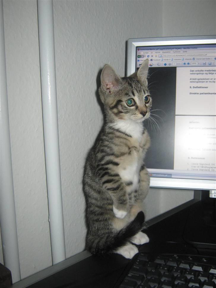 Huskat Kitty - Hamster-missen :P billede 10