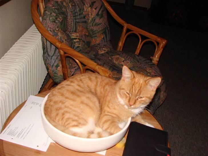 Huskat Killingen Prop 09 billede 14