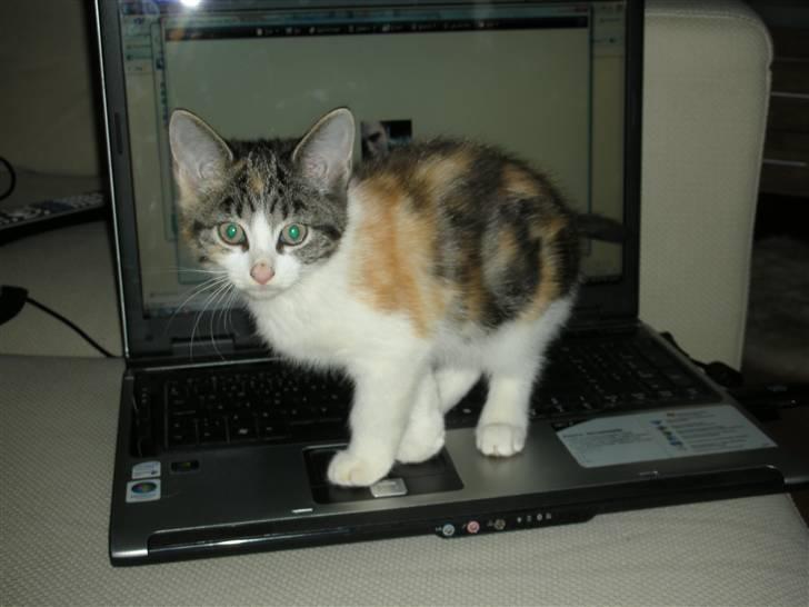 Blanding af racer Bonita - Skal da lige hjælpe mor lidt med at skrive. billede 1