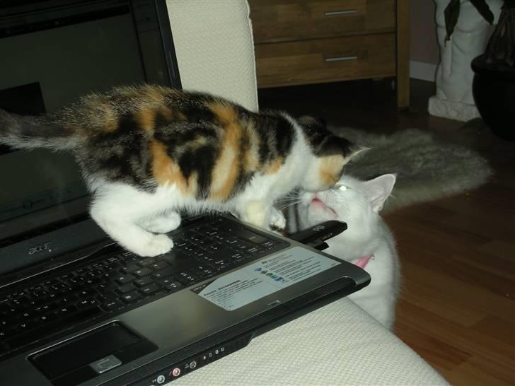 Blanding af racer Bonita - Så skal vi da lige sige hej til shiba billede 2