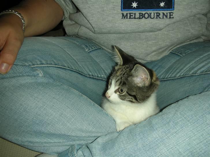 Blanding af racer Bonita billede 3