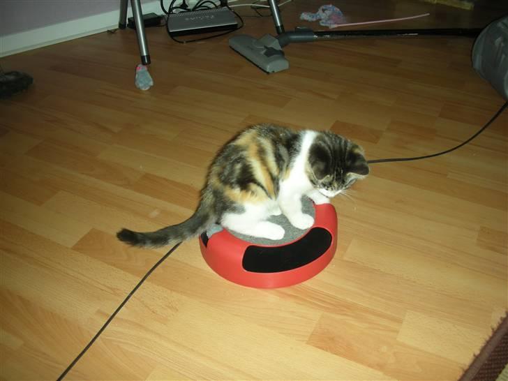 Blanding af racer Bonita - Godt med noget nyt lege tøj billede 4