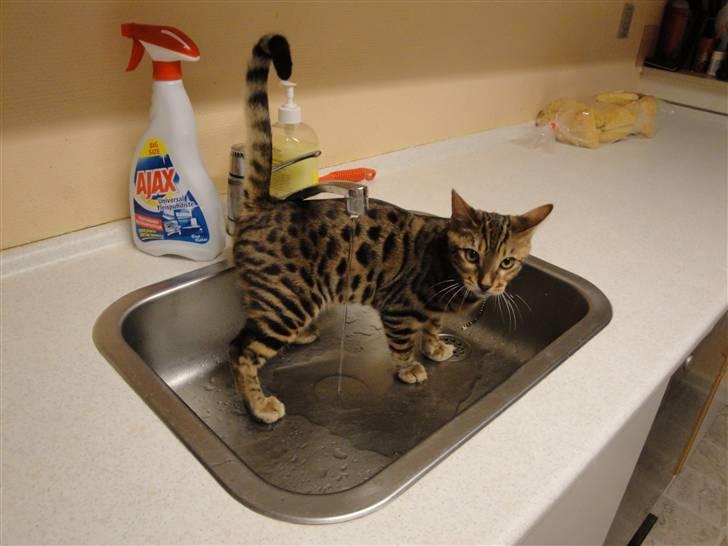 Bengal Danger After Dark - Dagens bad.... eller er det dagens 4 bad..... Danger HYLER til man tænder vandet *G* billede 4