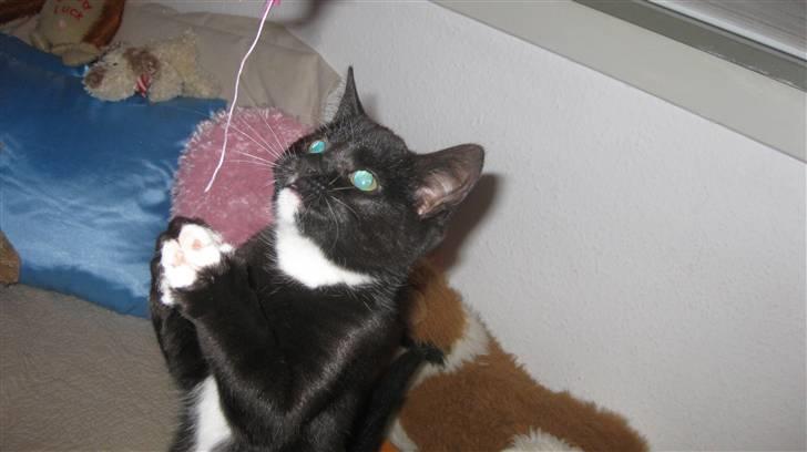 Huskat Tutu billede 11