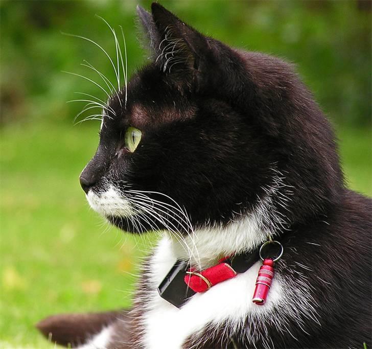 Huskat Tjalfe (Fofo) billede 1