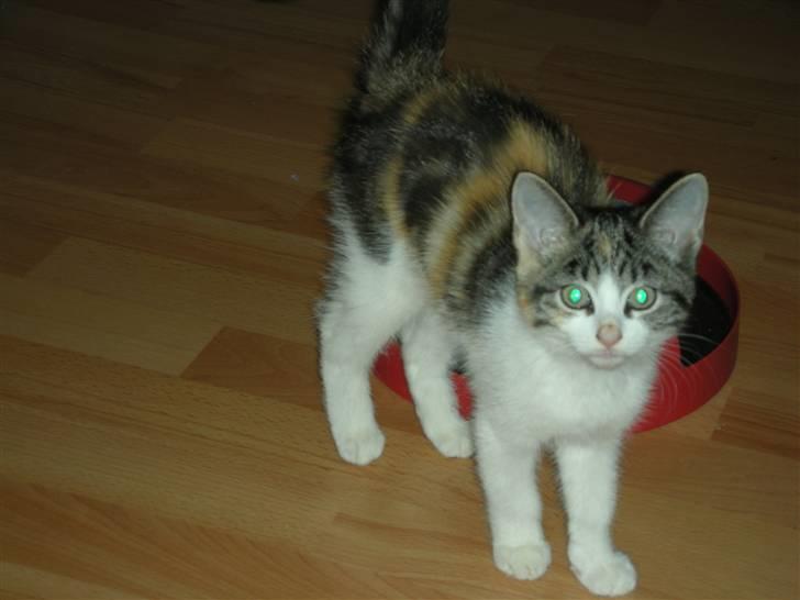 Blanding af racer Bonita billede 7