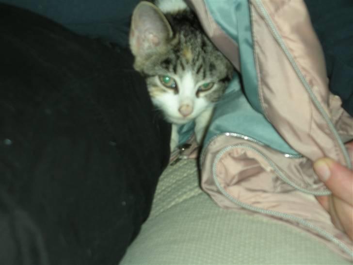 Blanding af racer Bonita billede 8