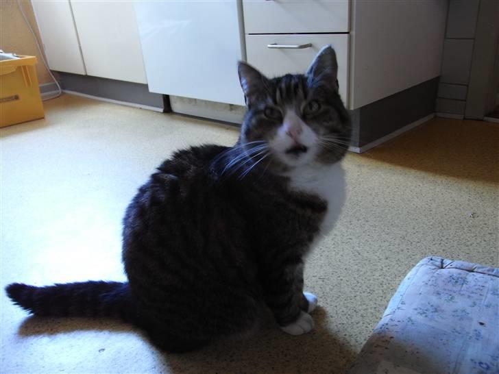 Blanding af racer Baloo R.I.P billede 1