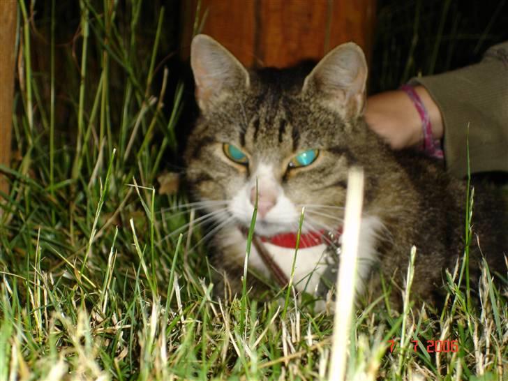 Blanding af racer Baloo R.I.P billede 2