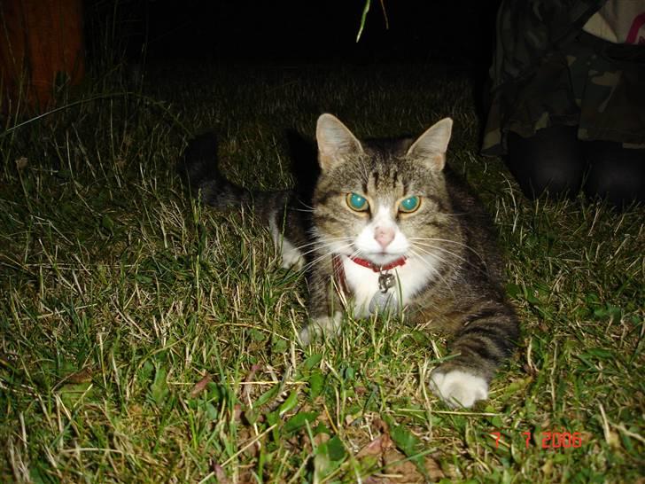 Blanding af racer Baloo R.I.P billede 3