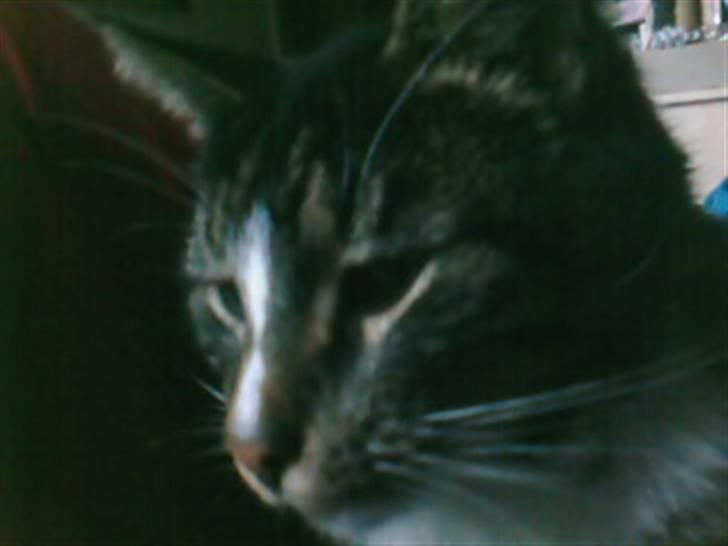 Blanding af racer Shere Khan RIP - Et billed hvor han ikke ser dum ud, men faktisk rigtig flot billede 1