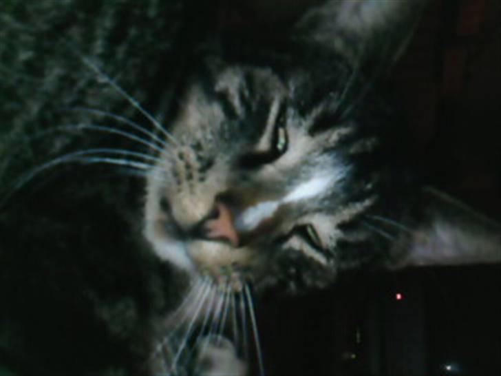 Blanding af racer Shere Khan RIP - ´Morgen Timis? billede 2