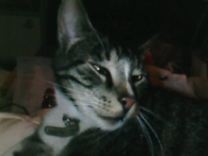 Blanding af racer Shere Khan RIP - Han ser så dum ud,, Hehe,, billede 3