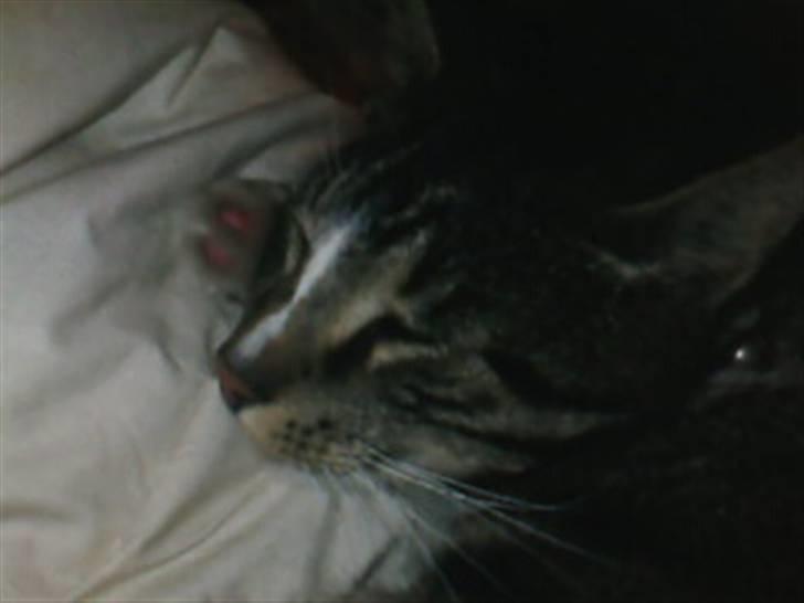 Blanding af racer Shere Khan RIP - Så sød når han lå og sov,, <´3 billede 5