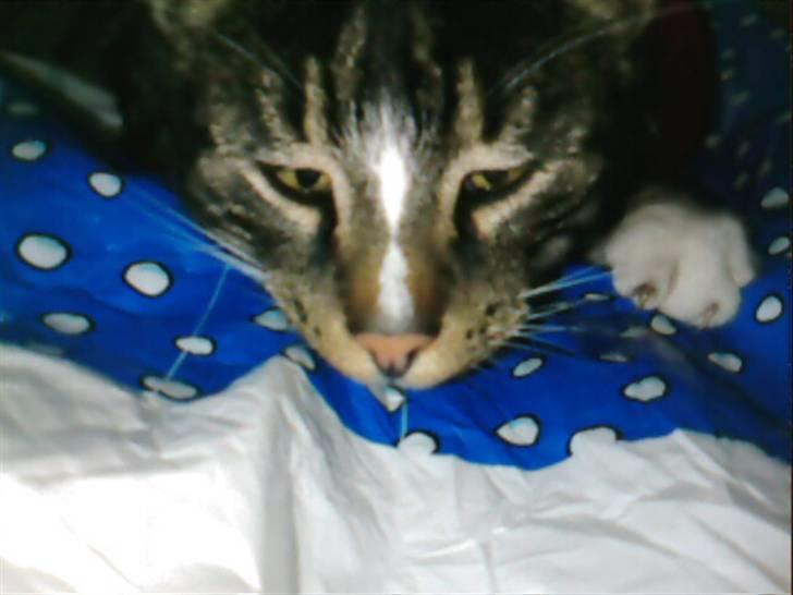 Blanding af racer Shere Khan RIP - Fiin mis,, billede 6