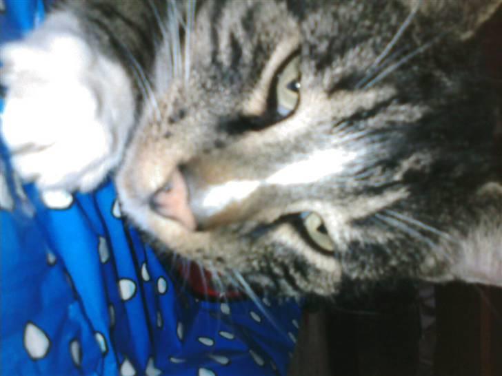 Blanding af racer Shere Khan RIP - Og igen meget fin mis,, billede 7