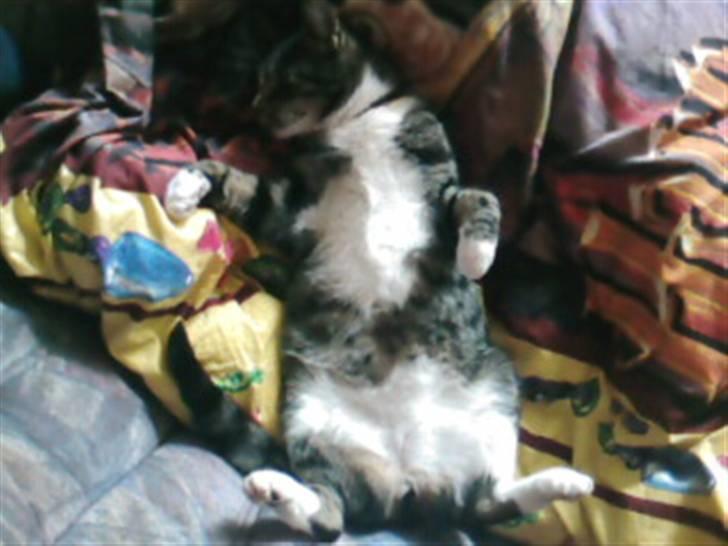 Blanding af racer Shere Khan RIP - Ligger bare og ser dum ud?? billede 8