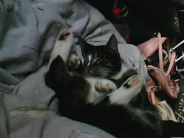 Blanding af racer Shere Khan RIP - Fatter ikk han kunne ligge sådan, dynen ligger halt på min seng og på gulvet, og han ligger med nummeren OP ad sengen,, Underlig kat,, :D billede 9